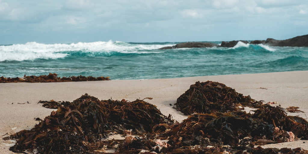 Seaweed overgrowth on a sandy beach due to ocean pollution